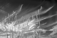 riet