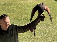 de woestijnbuizerd heeft wat lekkers verdiend