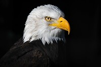 de Amerikaanse zeearend