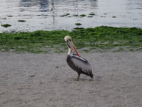 Paracas