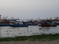 Paracas
