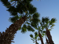 Palmbomen