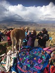 Brutale lama