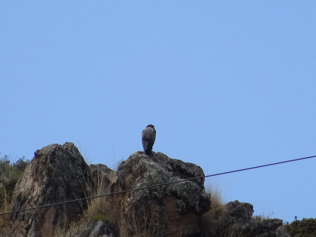 De condor