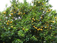 Citoenboom