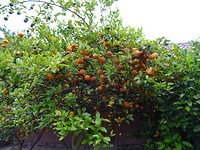 Mandarijnboom
