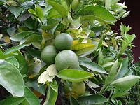 Sinaasappelboom