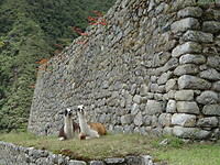 Inca trail, de inca ruïne winawayna