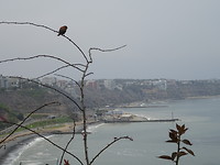 Boulevard Lima