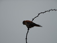 Birdie