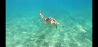 Zeeschildpad!!