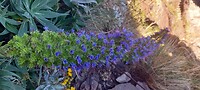 Bijna uitgebloeide 'Pride of Madeira'