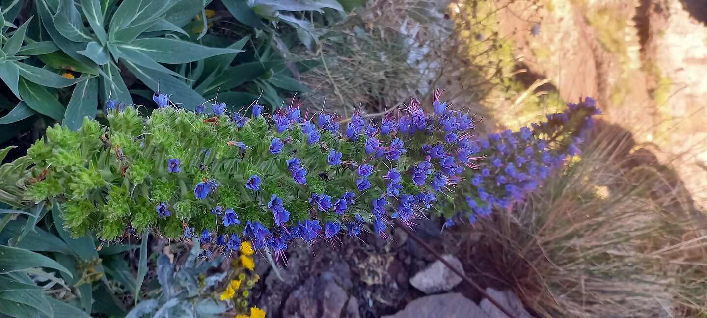 Bijna uitgebloeide 'Pride of Madeira'
