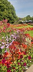 Oslo is rijk : kijk die bloemen!! Echt overal.. so pretty ^^