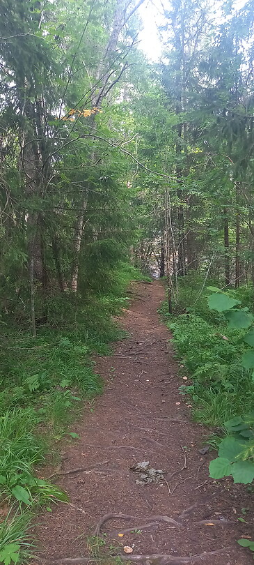 Bospaadje