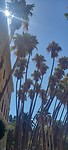 Palmtrees
