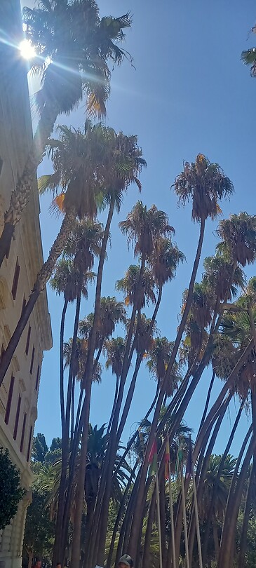 Palmtrees