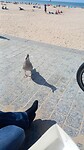 1000031731