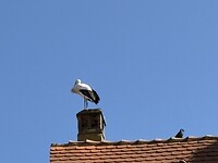 IMG_2847