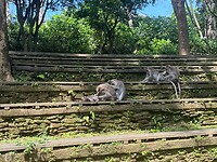 Monkey forest