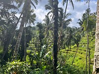 Tegallalang