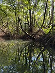 Mangrove