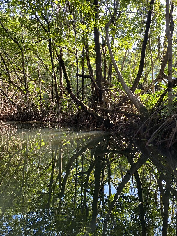 Mangrove