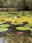 Waterlelies