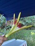 Er zat een bloem in