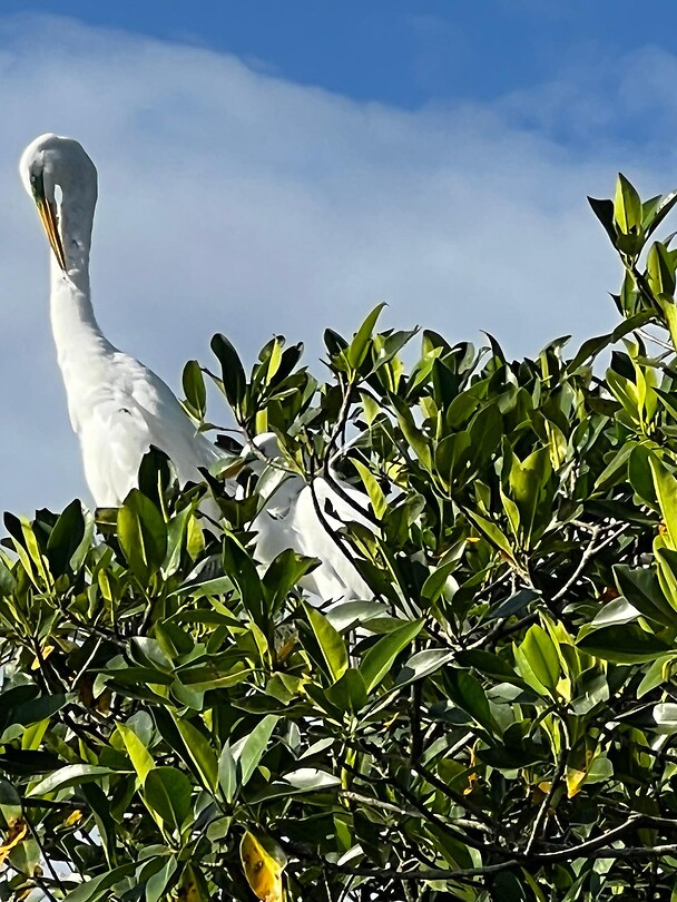Pelikanen