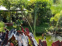 Escalonia