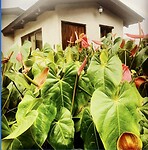 Anthuriums voor de massageruimte
