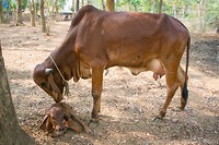De Cow
