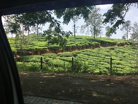 Theeplantages