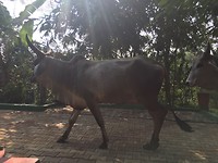 Ayurvedische behandeling