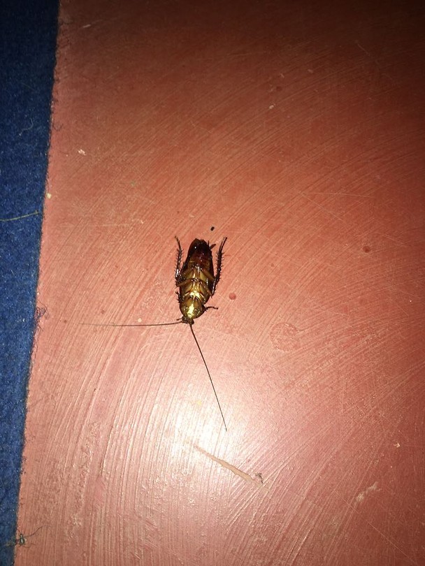 Deze heeft het ook niet overleefd!
