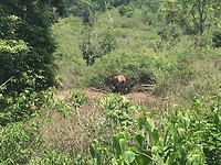 Olifant onderweg gespot