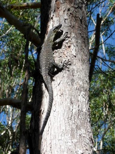 Wow... dikke vette lizard