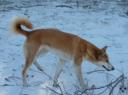 Het lijkt een gewone hond, maar is een Dingo