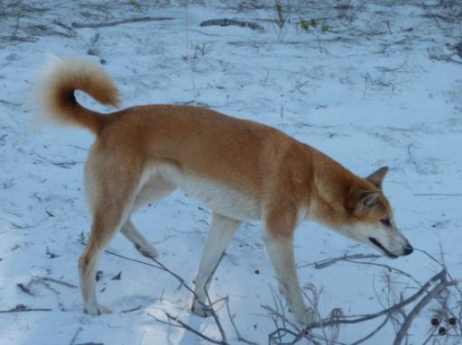 Het lijkt een gewone hond, maar is een Dingo