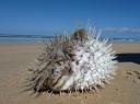 De Blowfish leefde nog... toch vette foto!! :-)