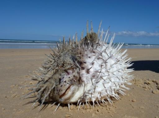 De Blowfish leefde nog... toch vette foto!! :-)