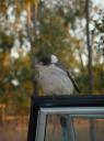 Woody W... kwam ook voor brood