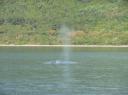 Spuitende walvis (Humpback whale)