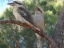 Kookaburra met z'n 2... wekker voor de ochtend!!