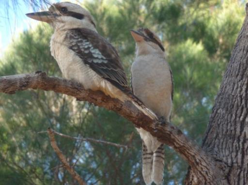 Kookaburra met z'n 2... wekker voor de ochtend!!