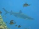 Whitetip Reefshark