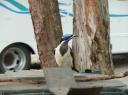Hele vage vogels in OZ