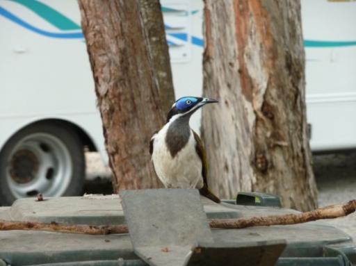 Hele vage vogels in OZ