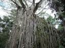 Curtain Fig Tree